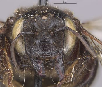 Media type: image;   Entomology 15718 Aspect: head frontal view